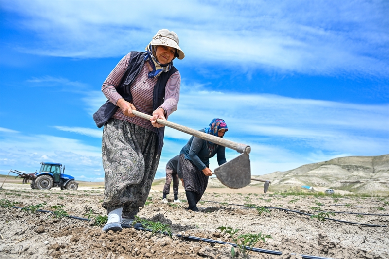 <p>Varol, imdi de bir ilke imza atarak, daha nce sadece kendi ihtiyalar kadar ekip byttkleri ata domates tohumlarn tarlalara ekmeye baladklarn aktard.</p>