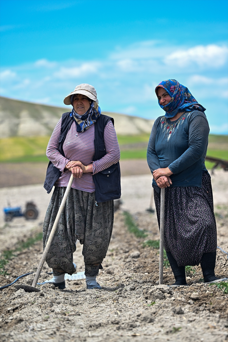 <p>Ata tohumlarn taze tutabilmek iin yllardr kendi bahelerinde az miktarda ekim yaparak, tohumlar gncellediklerini anlatan Varol, bu ekilde kendilerine emanet edilen mirasa sahip kmaya altklarn syledi.</p>
