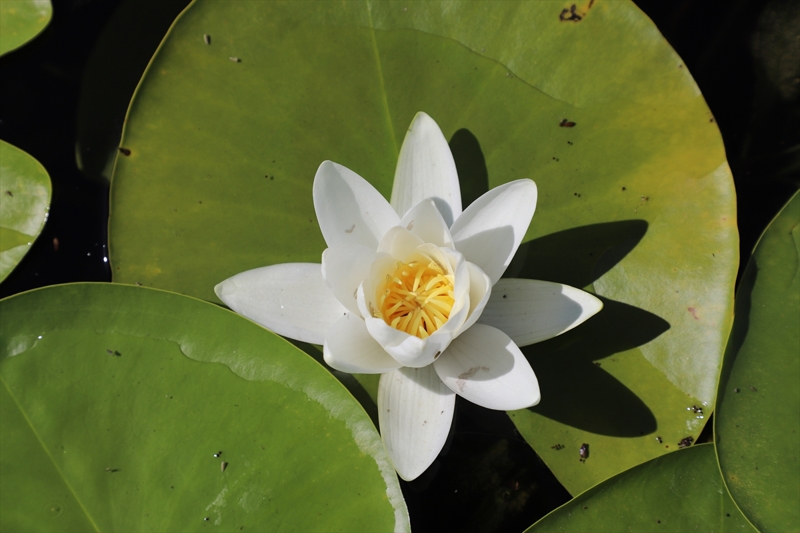 <p>Yapay olarak oluşturulan ve tarımsal sulamada kullanılan yaklaşık 7 bin 300 hektarlık alana sahip Işıklı Gölü, pek çok kuş, balık ve bitki türüne ev sahipliği yapıyor.</p>