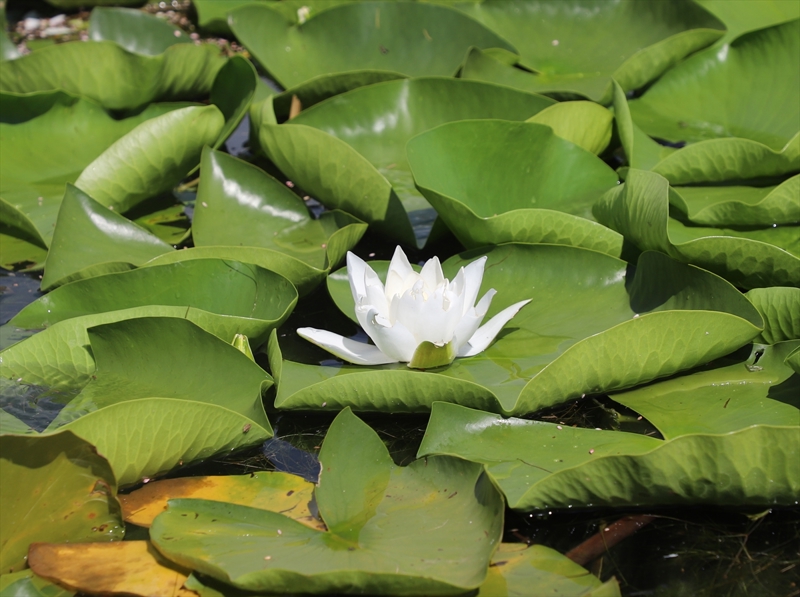 <p>Beydilli Mahallesi`nden tekne turları düzenleyen Hüseyin Köseoğlu, sezona 2 Haziran`da başladıklarını, bu sene beklentilerinin yüksek olduğunu söyledi.</p>
