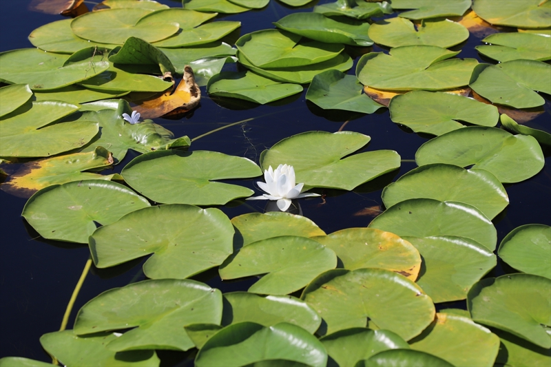 <p>Kurban Bayramı tatilinde işlerin hareketlenmesini beklediklerini dile getiren Köseoğlu, şöyle konuştu: 'Bu sene ilgi, alaka çok güzel. Beklentimizin üzerinde bir ilgi var. Denizli başta olmak üzere Antalya, İzmir, Isparta, Uşak, Burdur gibi çevre illerden de ziyaretçilerimiz geliyor. Turlarımız yaklaşık bir saat sürüyor. Kayıkla suyun üzerinden nilüferlerin bulunduğu alana gidip geliyoruz. Nilüferlerimiz çok güzel, tarla şeklinde bir yerimiz var. Sabah saat 8.00`de açan nilüfer çiçeklerimiz akşam 17.00`de kapanıyor. Gelen misafirlerimizi memnun bırakmak için elimizden geleni yapıyoruz.'</p>