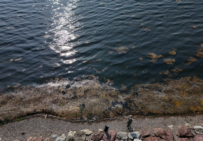 <p>İzmir iç körfezin oldukça kırılgan bir ekosisteme sahip olduğunu aktaran Taşkın, 'Yapılması gerekenler karasal baskıyı azaltmak, deşarj suyunu tamamen kesmektir. Aksi halde körfezin kendini yenilemesi pek mümkün görünmüyor. Fırsatçı türler sporla üredikleri için bunları bu aşamada ortamdan toplamakta pek fayda etmez. Hatta besin elementlerini kullanarak çoğaldıkları için bir nevi ortamı regüle ediyorlar. Mücadele için mutlaka karasal bütün baskı ve girdilerin tamamen kesilmesi gerekmektedir. Daha sonrasında bu fırsatçı türlerde de azalma olacaktır.' ifadelerini kullandı.</p>