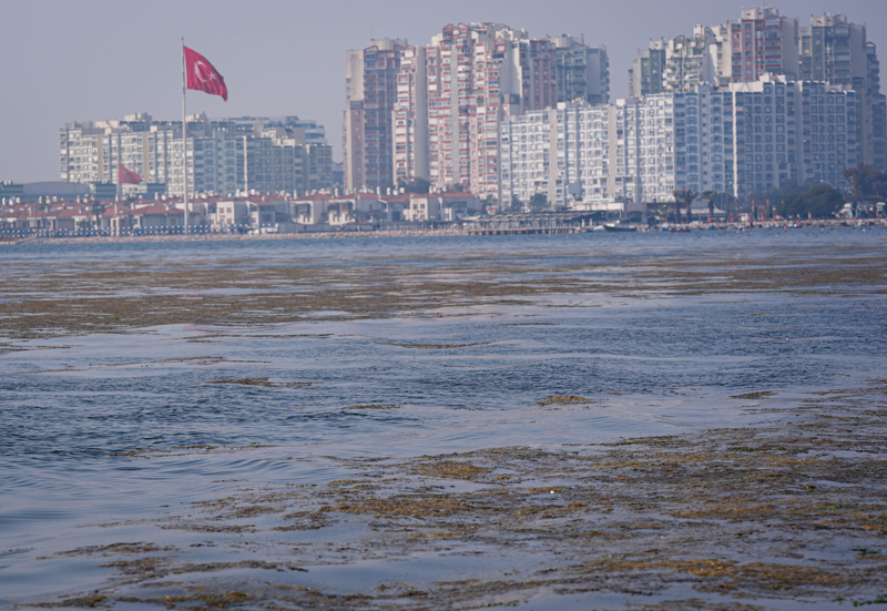 <p>'İlkbaharda güneşin kendini daha fazla hissettirmesi sonucu deniz suyundaki sıcaklığın artışına bağlı olarak algler gibi fotosentez yapan organizmalarda artış gözlenir. Bu, normal bir döngüdür. Ancak İzmir iç körfez gibi karasal baskı sonucu kirlilik ve besin elementlerinin çok fazla olduğu bir bölgede temiz ortam türleri ekosistemden çekilirken bunların yerine besin elementlerini kullanan diğer fırsatçı dediğimiz özellikle yeşil algler artış gösterir. Bu artış sonucunda ortam ötrofik bir hal alır. '</p>