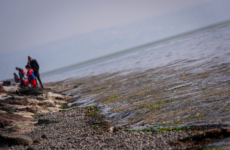 <p>Deniz biyoloğu Prof. Dr. Taşkın, denize karasal ortamdan yoğun şekilde besleyici element girmesi nedeniyle bu fırsatçı türün hızlıca artış gösterdiğini ifade ederek şöyle konuştu:</p>