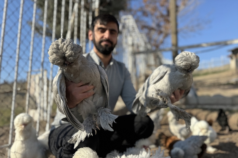 <p>Karabulut okulundan, Yalçın da işinden arta kalan zamanlarında iki katlı, adeta AR-GE merkezine dönüştürdükleri bu evde bir araya gelerek tavukların üretimi ve bakımı ile ilgileniyor.</p>