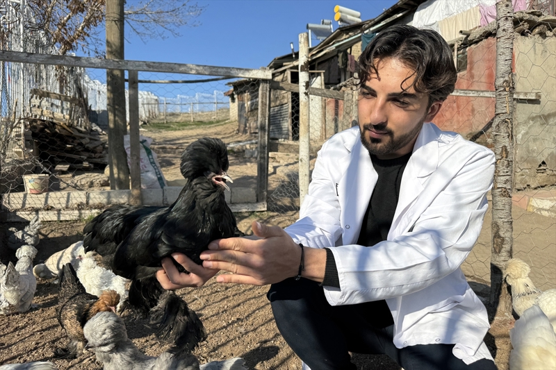 <p>Bu tavuğun Türkiye'de nesli tükenme tehlikesi altındaki türler arasında yer aldığını ifade eden Karabulut, dedesine ait bahçede oluşturduğu kümeste yetiştiriciliğini yaparken üretimi konusunda deneyim kazandığını belirtti.</p>