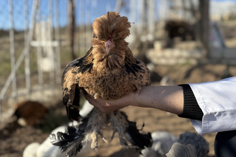 <p>Hüseyin Göksel Karabulut, AA muhabirine, küçük yaşlardan bu yana çiftlik hayvanlarının üretimine ilgi duyduğunu, kümes hayvanları üzerine internetten araştırma yaparken yerli tavuk ırkı olan Osmanlı sultan tavuklarının dikkatini çektiğini söyledi.</p>