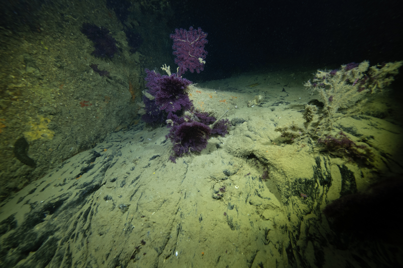 <p>Çarpışma sonrası yaklaşık 125 metre uzunluğundaki, 1.530 grostonluk gemi kısa sürede sulara gömülerek Çanakkale Boğazı'nın akıntılı bölgesinde deniz tabanına yan yattı.</p>