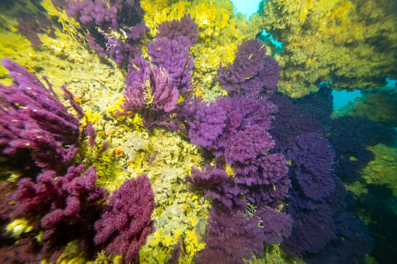 <p>Yaz aylarında görüş mesafesi azalırken, yaklaşık 30 metreye kadar inilmeden geminin silueti seçilemiyor. Bu nedenle batığın tamamını keşfetmek için dalgıçların birden fazla dalış yapması gerekiyor. </p>