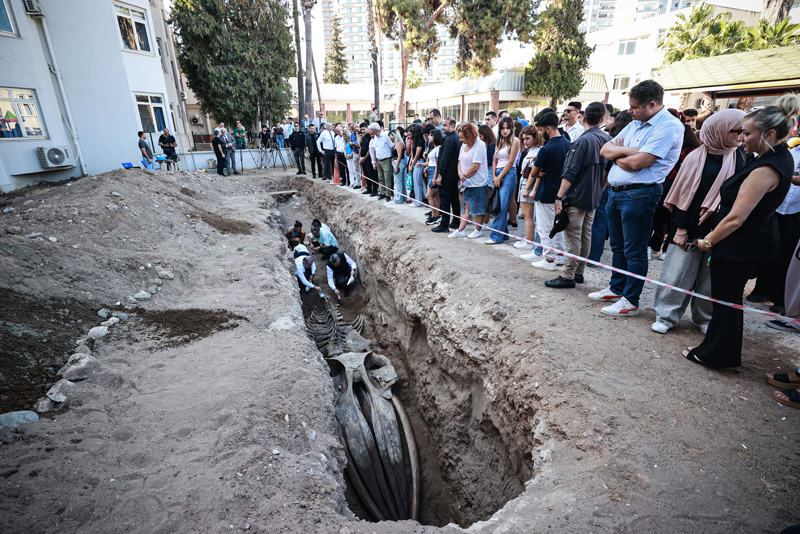 <p>Çalışmalar hakkında bilgi alan Toros, büyük bölümü görünür hale gelen balina iskeletinin çıkarılma işlemine eşlik etti.</p>
