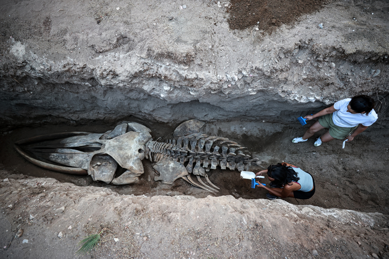 <p>Vali Atilla Toros, Mersin Üniversitesi (MEÜ) Su Ürünleri Fakültesi İşleme Teknolojisi Ana Bilim Dalı Öğretim Üyesi Prof. Dr. Deniz Ayas'ın yürütücülüğünü üstlendiği projedeki kazı alanını gezdi.</p>