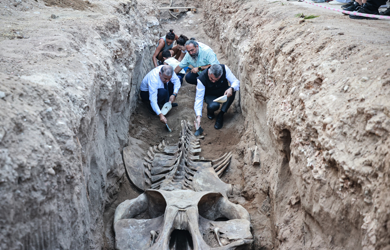 <p>Toros'un fırçayla iskelet üstündeki toprağı temizlediği etkinliğe, MEÜ Rektörü Prof. Dr. Erol Yaşar da katıldı.</p>