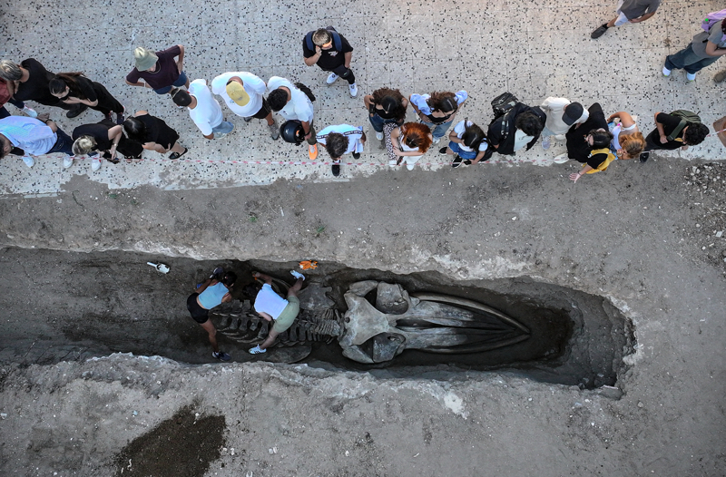 <p>"Mersin, tarih ve kültürel miras anlamında önemli bir kent. Aynı zamanda denizlerinden dağlarına, kıyılarından ormanlarına kadar önemli biyoçeşitliliğe sahip bir şehir. Bu anlamda biyoçeşitliliği ve kültürel mirası korumak, gelecek nesillere aktarmak anlamında da önemli çalışma yürütüyoruz. Çene kemiği, kafatası, göğüs ve kuyruk omurları da dahil olmak üzere iskeletin çıkarılması hem akademik çalışmalar hem de sergilenmesi anlamında önemli bir çalışma. Şaşırtıcı ve bilim anlamında önemli katkı sunacağını, görülmeyi arzu edilecek, şehrimize önemli katkısı olacağını düşündüğümüz bir çalışma olmuş."</p>