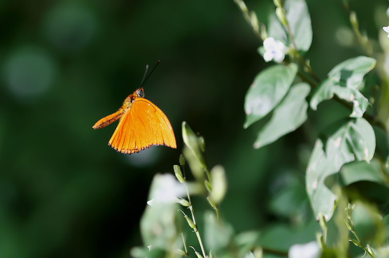 <p>Bahçede bu döneme özel 15 bine kadar çıkarılan kelebek sayısıyla ziyaretçilere görsel şölen hazırlandı.</p>