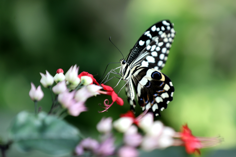 <p>Türk dünyasının ve İslam aleminin büyük mutasavvıflarından Mevlana Celaleddin-i Rumi'nin 752. Vuslat Yıl Dönümü Uluslararası Anma Törenleri kapsamında düzenlenen 'şebiarus' etkinlikleri süreci için Konya Tropikal Kelebek Bahçesi'nde çalışmalar tamamlandı.</p>