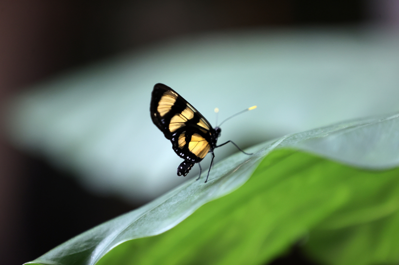 <p>Tropikal Kelebek Bahçesi biyoloğu Pınar Temel, aralık ayında normal zamanların çok üstünde ziyaretçi sayılarına ulaştıklarını, şebiarusun kendileri için çok önemli olduğunu söyledi.</p>