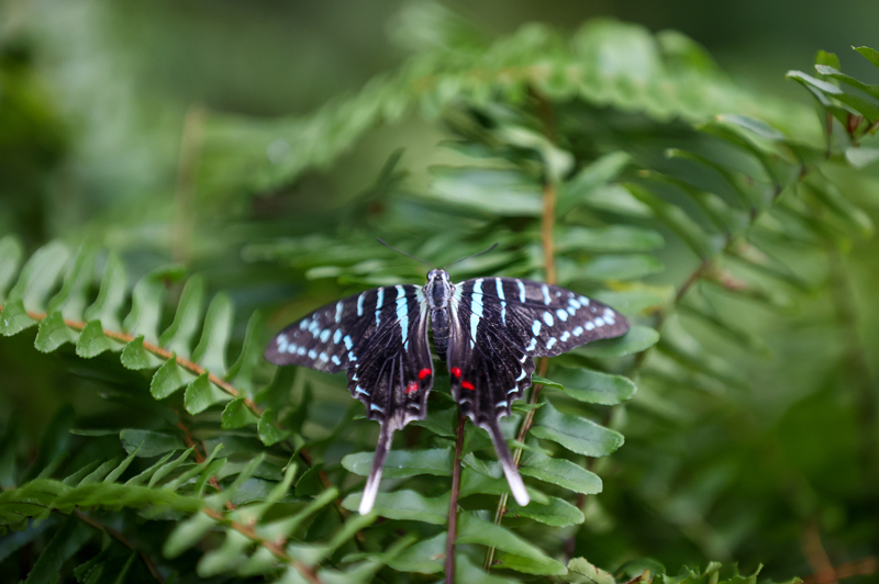 <p>Bahçeyi anma törenleri boyunca binlerce yerli ve yabancı turistin ziyaret etmesi bekleniyor.</p>