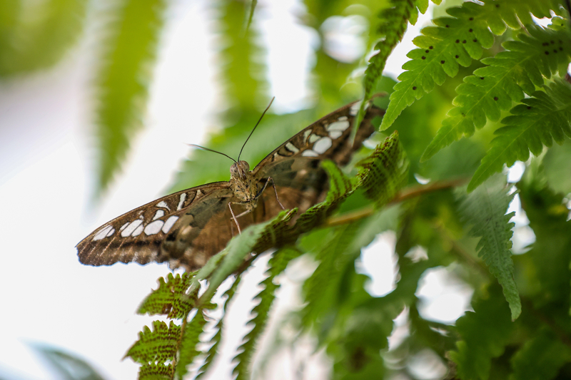 <p>'Kelebek sayımız artıyor. Her yıl olduğu gibi ziyaretçilerimiz bahçe içerisine geldiklerinde dünyanın farklı bölgelerinden gelen binlerce kelebeği etraflarında uçarken görecekler. Onların büyülü dünyasına eşlik edecekler. Şebiarus haftasında Konya'ya gelen ziyaretçilerimiz öncelikle Mevlana Müzesi'ni ziyaret etmekteler, daha sonra Tropikal Kelebek Bahçemize gelmekteler. Şebiarus döneminde bahçemiz ziyaretçilerin ikinci uğrak noktası durumuna gelmiş bulunmakta.'</p>