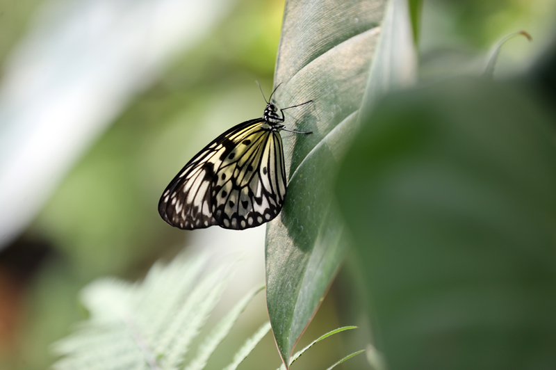 <p>Avrupa'nın en büyük kelebek uçuş alanıyla gezinin başladığını vurgulayan Temel, 'Ziyaretçilerimiz önce dünyanın farklı bölgelerinden gelen binlerce kelebeğin uçuşuna şahit olacaklar. Devam eden yolda papağanımızı görecekler. Uçuş alanı sonrasında müze bölümüne giriş yapacaklar. Müze bölümünde de kelebeğin yaşam döngüsü, böcek sineması, kelebeğin sınıflandırılması, kelebeğin davranışı ve böcek köyü bölümlerini gezecekler.' ifadelerini kullandı.</p>