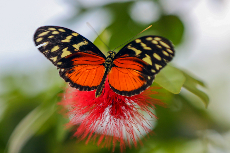 <p>Dünyanın birçok bölgesinde bulunan gerçek kelebeklerin kurutulmuş hallerinin yakından görülüp detaylıca incelenebildiğine dikkati çeken Temel, 'Bu kelebeklerin arasında üzerinde '89' sayısı ve 'BP' harfleri bulunan, yani bu benzetmelere sahip kelebekleri görüp fotoğraflarını çekebilecekler. Böcek köyünde ise böcekler içinde en uzun böceği yani dal böceğini görecekler. Yine bu alanda görecekleri böceklerin tamamı gerçek kurutulmuş böcekler olacak.' diye konuştu.</p>