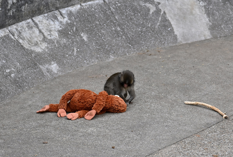 <p>Annesinin �l�m�n�n ard�ndan s�r�s�yle ba�lar� kopan ve hayvanat bah�esi bak�c�lar� taraf�ndan beslenen Punch pelu� oyunca��yla vakit ge�iriyor.</p>