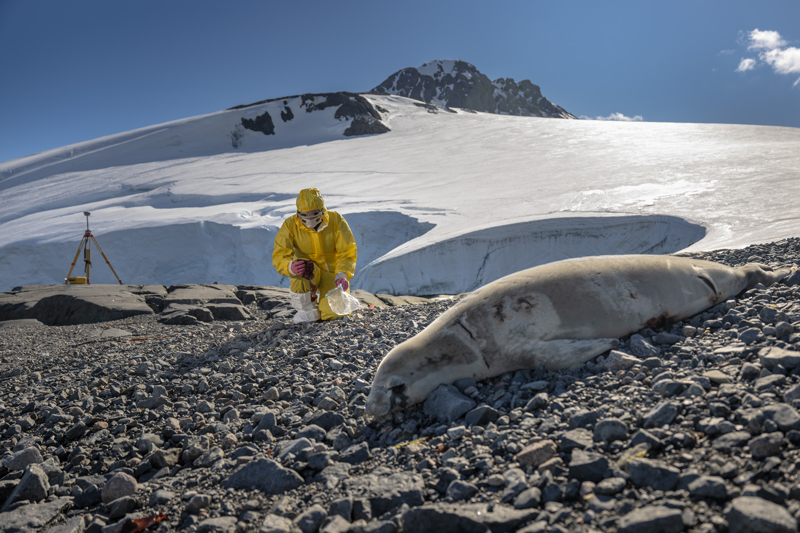 <p>Kutup ekosistemine �zg� makroalg ve bitki t�rleri �zerinde y�r�t�len �al��mada do�al bile�iklerin viral proteazlara kar�� etkisi inceleniyor ve ara�t�rmac�lar bu bile�iklerin yeni ve etkili antiviral ila� adaylar�n�n geli�tirilmesine katk� sa�lay�p sa�layamayaca��n� de�erlendiriyor. Ekstrem ko�ullarda ya�am�n� s�rd�ren t�rlerin g��l� biyolojik �zellikler bar�nd�rabilece�i belirtiliyor.</p>