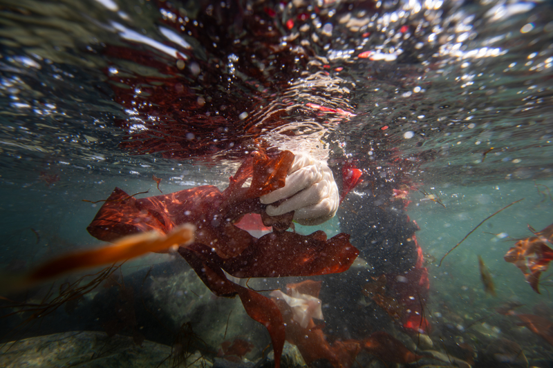 <p><b>- 'ALGLER VE B�TK�LER�N V�RAL PROTEAZLARA KAR�I ETK�NL���NE BAKACA�IZ'</b></p><p><b><br></b></p><p>Gebze Teknik �niversitesi'nden sefer kat�l�mc�s� Ara�t�rma G�revlisi G�zde Ye�ilta� �mamo�lu ise Antarktika'da bulunan algler ve bitkilerden numune toplayacaklar�n� belirterek, bu algler ve bitkilerin viral proteazlara kar�� etkinli�ine bakacaklar�n� s�yledi.</p>