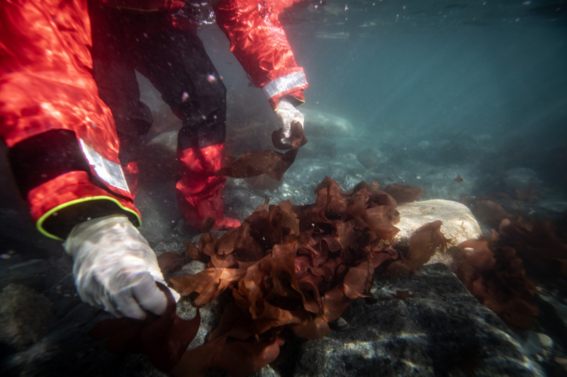 <p><b>Sagun, s�zlerini ��yle s�rd�rd�:</b></p><p><b><br></b></p><p>'Bunlar aras�ndan bakteri ve mantar t�rlerinin mikrobiyal g�bre olma potansiyellerini inceledik. Ger�ekle�tirdi�imiz projenin incelemesi sonucunda elde edece�imiz verilerle iklim de�i�ikli�inin etkisine adapte olan organizmalardan yararlanarak iklim de�i�ikli�ine kar�� savunma stratejileri ve yeni mikrobiyal g�breler geli�tirmeyi hedefliyoruz.'</p>