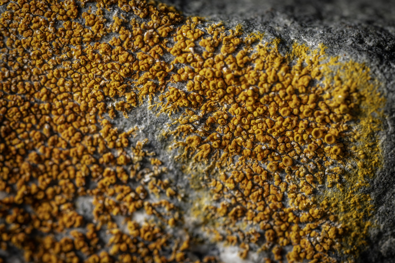 <p>Ara�t�rma G�revlisi �mamo�lu, ald�klar� numuneleri ekstrakte edip i�eri�indeki biyoaktif etken molek�lleri belirleyeceklerini ifade ederek, �unlar� aktard�:</p>