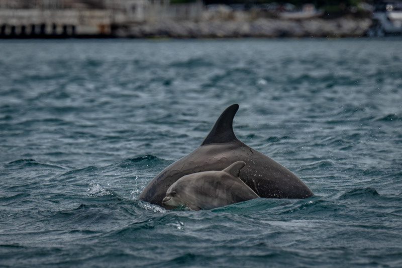 <p>Deniz Yaşamını Koruma Derneği (DYKD) ile Dünya Doğayı Koruma Vakfının (WWF-Türkiye) uzman ekipleri, İstanbul Boğazı ve Marmara Denizi'nde yunus gözlemi için özel operasyon düzenliyor.</p>