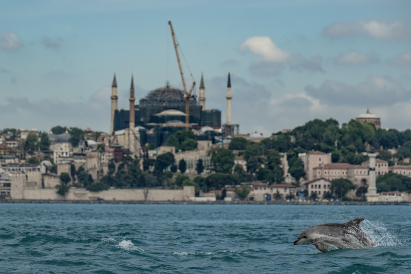 <p>Elde edilen veriler, yunusların hangi bölgeleri daha sık kullandığını, beslenme davranışlarını ve grup yapılarını ortaya koyarken, Marmara Denizi'nin ekolojik durumuna ilişkin de önemli bilgiler sağlıyor.</p>