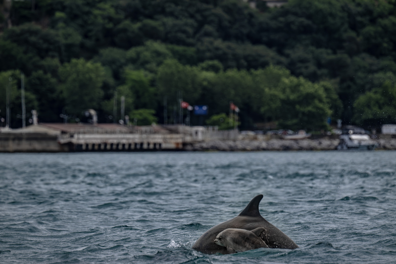 <p>AA ekibinin de eşlik ettiği çalışmada, uzmanlar botla sabah saatlerinde Heybeliada açıklarından Bostancı'ya, oradan da İstanbul Boğazı'na ilerleyerek yunus sürülerini gözlemledi.</p>