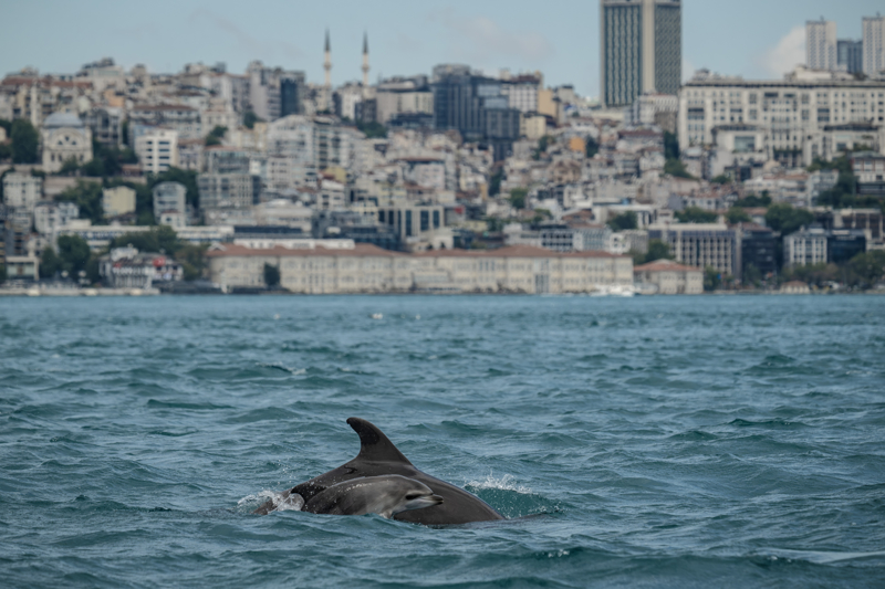 <p>DYKD ve WWF ekipleri, sürü halinde hareket eden yunusların fotoğraflarını çekerek, konum bilgilerini ve davranışlarını kayıt altına aldı. Yavrularıyla gruplar halinde görülen yunuslar, uzun süre botun çevresinde ilerledi.</p>