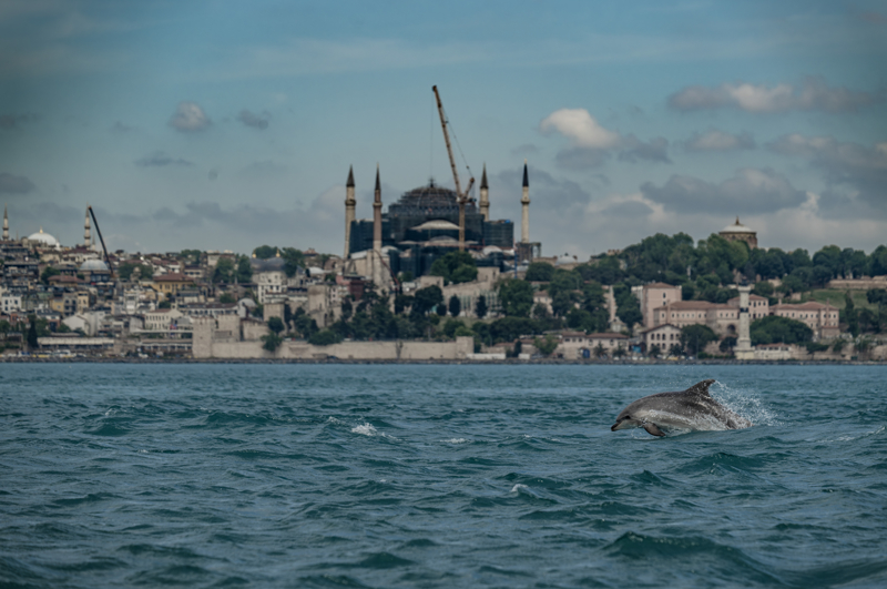 <p>WWF-Türkiye deniz ve biyoçeşitlilik uzmanı Cansu İlkılınç, AA muhabirine yaptığı açıklamada, İstanbul Büyükşehir Belediyesi Yaban İstanbul ekibi işbirliğiyle halka açık yunus gözlemi etkinlikleri gerçekleştirerek vatandaş bilimini desteklediklerini ve bu gözlemler esnasında bilimsel veri topladıklarını söyledi.</p>