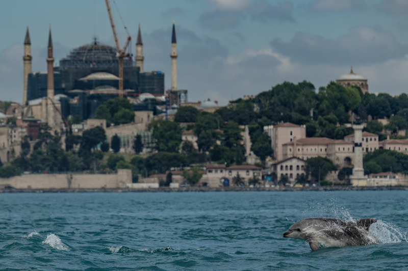 <p>Karadeniz ile Marmara Denizi arasındaki doğal geçiş hattı oluşturan İstanbul Boğazı, uzmanlar tarafından deniz memelileri için önemli beslenme, dinlenme ve geçiş koridoru olarak görülüyor.</p>