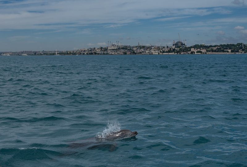 <p>'İstanbul Boğazı'nda afalina, tırtak ve mutur türlerini gözlemliyoruz. Afalina, bizim yunus diye bildiğimiz tür. Oldukça dinamik, güçlü bir yapısı var. Yaklaşık 3,5 metreye kadar ulaşabiliyor. 5'li 15'li gruplar halinde İstanbul Boğazı'nda sıklıkla gördüğümüz türlerden biri. Tırtak, afalinaya göre ince yapılı, uzunluğu 2,5 metreye kadar ulaşabiliyor. Daha akrobatik, aslında bir açık deniz yunusu. Renklenmesi, kum saati gibi görünür. Sırt yüzgecinden aşağı inen bir V ile karakteristiktir. Mutur dediğimiz tür, farklı bir aileye ait. Yunuslardan farklı olarak öne çıkan belirgin bir çene yapısı yok. İnsanlar bazen bu özelliklerinden dolayı balinalara benzetiyor, diğer gözlemlenen türlerden daha küçük, yaklaşık 1,5 metreye kadar ulaşıyorlar. Yavru bir yunus gördüğünüzü düşündüğünüzde mutur olma ihtimali olabiliyor. Siyaha yakın üçgen sırt yüzgeci de türe dair ayırt edici özelliklerden.'</p>