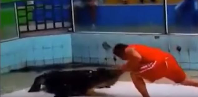   Bu akllca hareketi yapmad takdirde kolu kapacak olan eitmen oke eden  bu olay hafif syrklarla atlatt.   