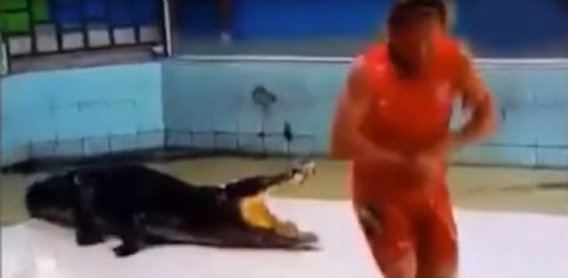 <p>  	Haberin videosu iin <a href='http://www.star.com.tr/video/timsah-egitmenin-kolunu-kapti-video-726088/'><strong>buraya tklayn </strong></a></p>   