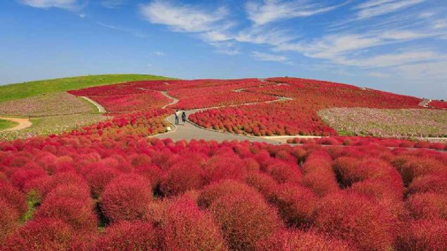 Cosmos and Kochia, Japan     