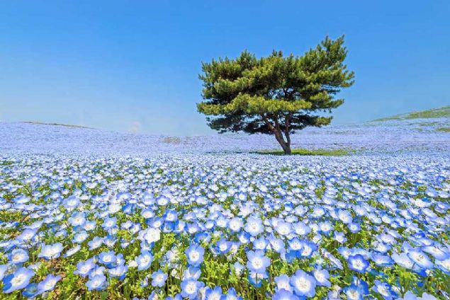 Nemophila, Hitachi Seaside Park, Japan     