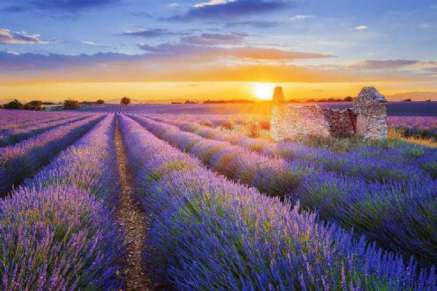 Purple lavender field, Valensole, France     