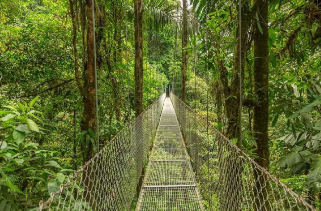 Bridge at natural rainforest park, Costa Rica     