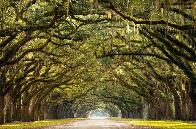 Long path lined oak trees, Savannah, Georgia     