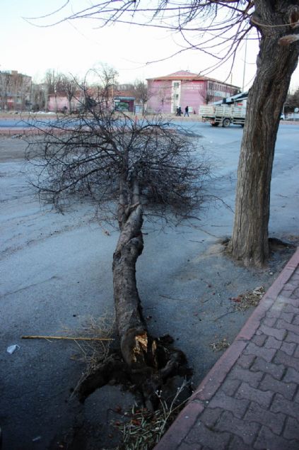 Meteroloji uzmanlar� Kayseri ve �evresinde d�n gece ba�layan lodosun saatteki h�z�n�n 46-72 kilometreye ula�t��� ve ya�am� olumsuz etkiledi�ini s�yledi. Uzmanlar Kayseri ve �evresinde bu geceden itibarien kar ya����n�n ba�layaca��n� ifade etti. Bu arada, kent merkezinde ve Talas il�esinde �iddetli lodos zarara yol a�t�.  