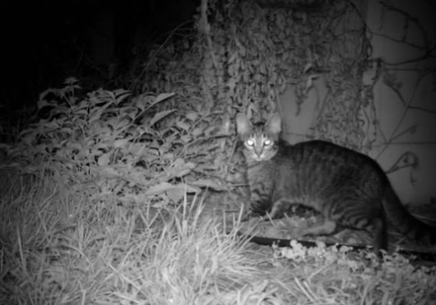 Aslnda, yrtc kediler, Avrupal gmenler ile birlikte 1800lerin banda ktaya ilk kez geldiklerinden beri Avustralyal 20 memelinin soyunun tkenmesinden sorumlu tutuluyordu.  