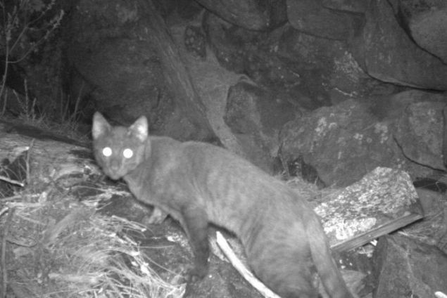 Takm, bu verilerin hepsi birbirine eklendii ve zmlendii zaman, vahi kedi nfuslarnn tam olarak ne kadar yaygn olduunu ve ekosistemi nasl etkiliyor olabileceklerini isabetli ekilde gstermeyi baard.  