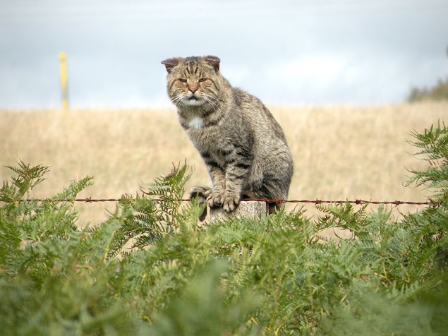 Bu zorluk, muhafaza idarecilerini, yrtc iermeyen itli alanlar oluturmak ve nfuslar yrtc iermeyen adalara yerletirmek gibi pahal ve son are koruma seeneklerine itiyor.  