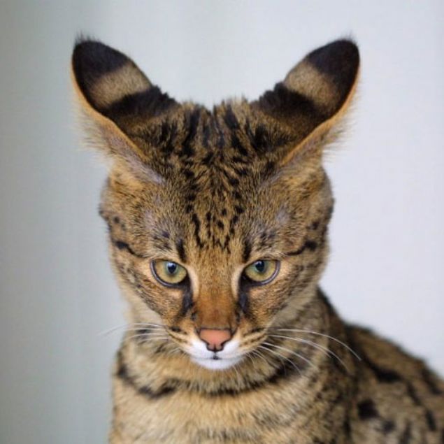 Avustralyann Tehlike Altndaki Trler Vekili Gregory Andrews yle sylyor: Bu yeni bilim, Avustralyadaki vahi kedi younluunun, Kuzey Amerika ve Avrupada olduundan daha dk olduunu gsteriyor ancak vahi kediler bizim vahi yaammz iin ykc durumda.  