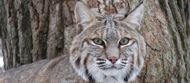 Yetkililer, toplamadan baka, kedileri yakalayabilir ve ksrlatrabilir. Fakat bunun ie yaramas iin yetkililerin tahminen 5 milyon kediyi yakalamas, ksrlatrmas ve tekrar salmas gerekecek.  Bu inanlmaz derecede zor, nk bir kedi sahibi olan birinin size syleyebilecei zere, onlar epey kurnaz.  