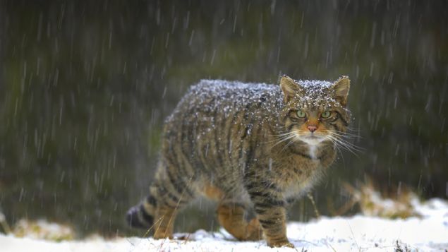 Tartmal olarak, 2015 ylnda yaynlanan bir almada, kedileri toplamann aslnda nfuslarn daha gl hale getirdii, bu durumun yetkililerin istediinin tam tersi olduu bulunmutu.   